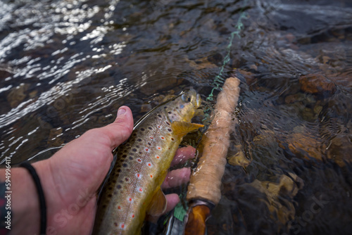 Fototapeta Naklejka Na Ścianę i Meble -  brown trout in a stream next to a fly fishing rod