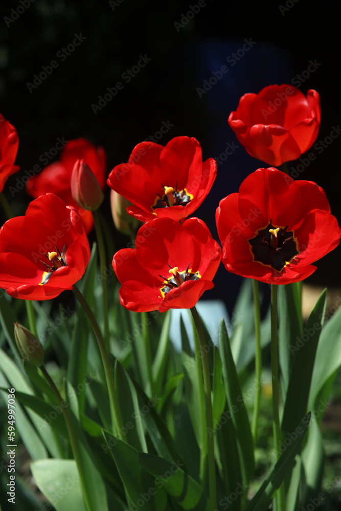 Fototapeta premium red and yellow tulips close up