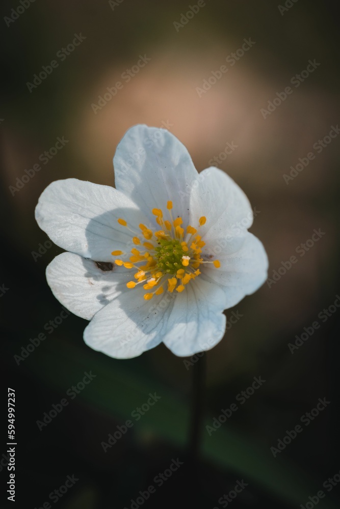 Vertical shot of a delicate white snowdrop flower blooming with green grass in the background Vertical shot of a delicate white snowdrop flower blooming with green grass in the background