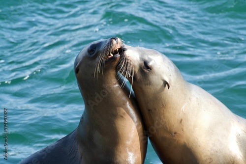 Playful sea lions swimming with their noses pressing together in a loving embrace