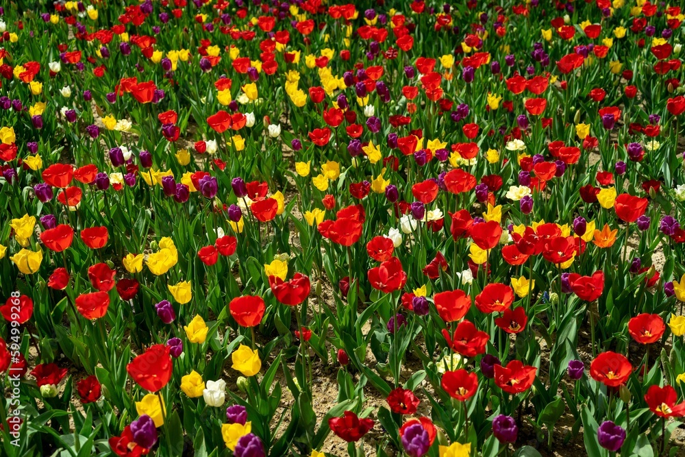 Vibrant tulips in various shades of pink, red, and yellow beginning to bloom in a lush garden