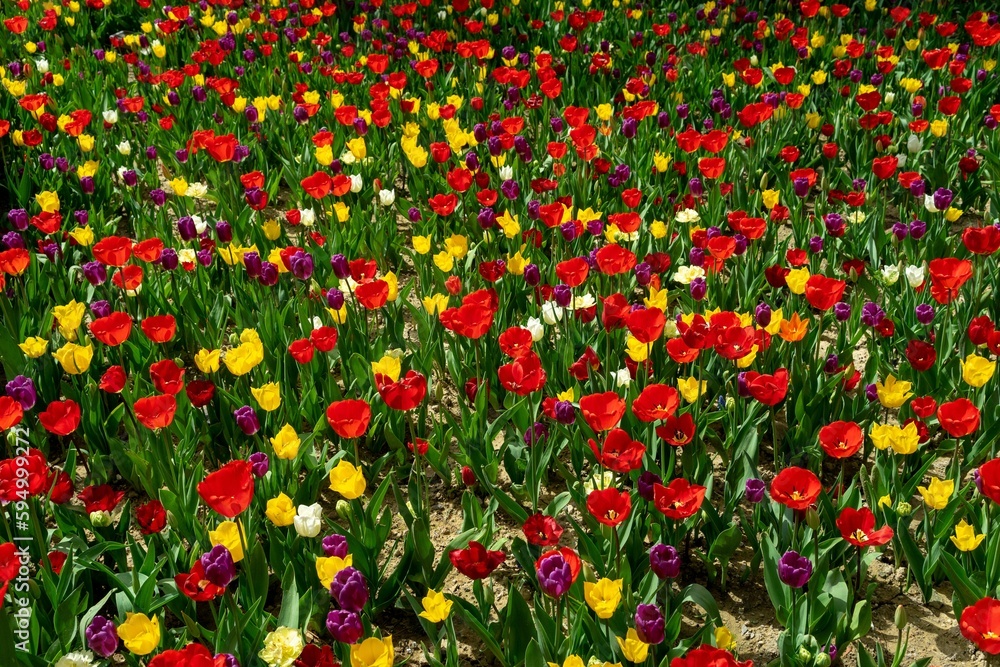 Vibrant tulips in various shades of pink, red, and yellow beginning to bloom in a lush garden
