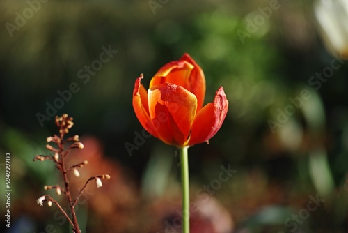 Closeup of a beautiful red tulip in a field