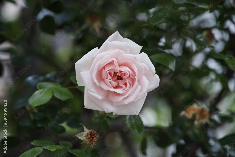 Vibrant pink rose blooming against a backdrop of lush green foliage Vibrant pink rose blooming against a backdrop of lush green foliage