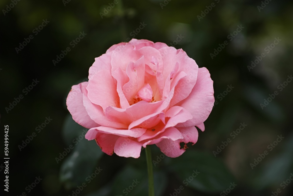 pink rose sitting in green leaves and with dew drops on its petals pink rose sitting in green leaves and with dew drops on its petals