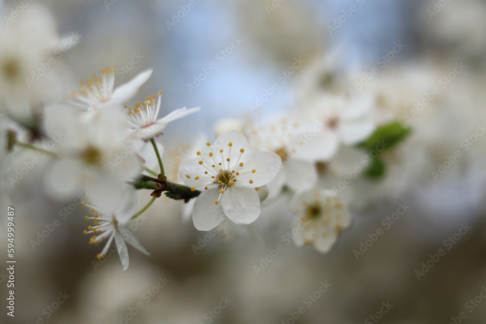Lush branch of blooming wild cherry on a blurred background. Lush branch of blooming wild cherry on a blurred background.