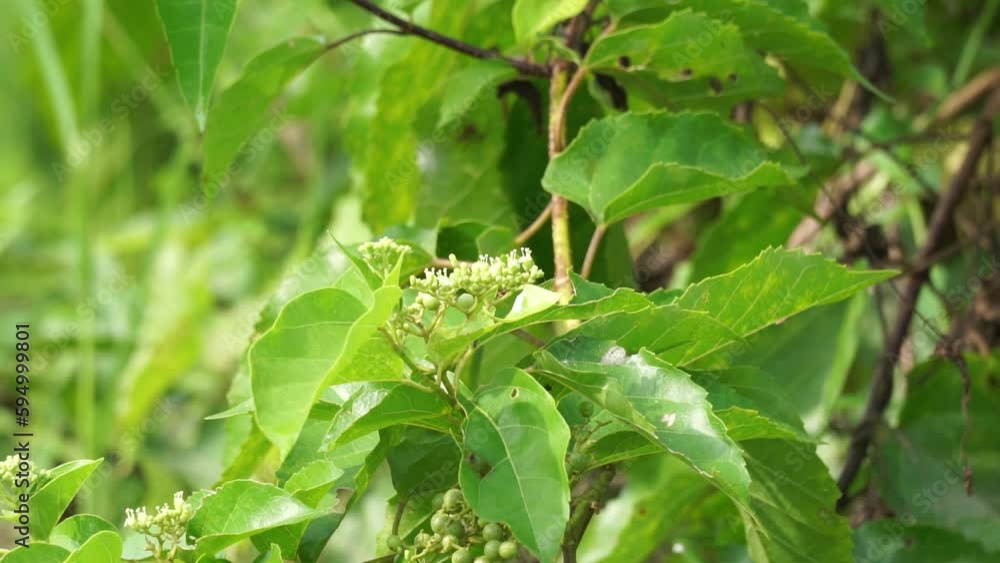 Premna foetida Reine (Daun singkil, waung, berbuas, buas-buas, ambong-ambong laut, pecah piring, singkil) in nature. This often use as food Premna foetida Reine (Daun singkil, waung, berbuas, buas-buas, ambong-ambong laut, pecah piring, singkil) in nature. This often use as food