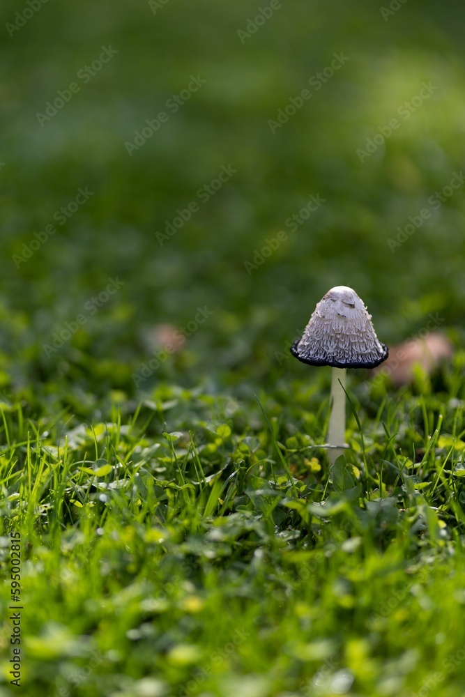 Obraz premium Vertical shot of an inky cap fungus growing in a field with a blurry background