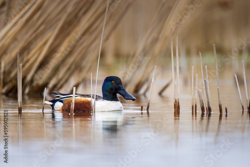 a male Northern Shoveler duck in its environment photo