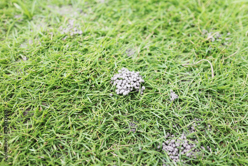 Mounds dug by earthworms in a meadow