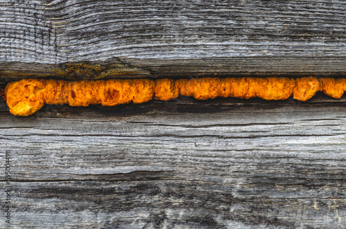 Insulation of a log wall with mounting foam. The tree began to rot due to the high humidity.