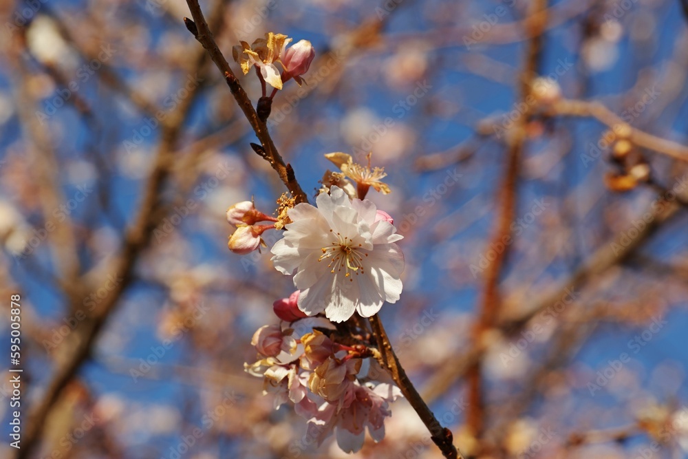 Closeup shot of blooming beautiful apple blossom flowers on a branch in a lush garden Closeup shot of blooming beautiful apple blossom flowers on a branch in a lush garden