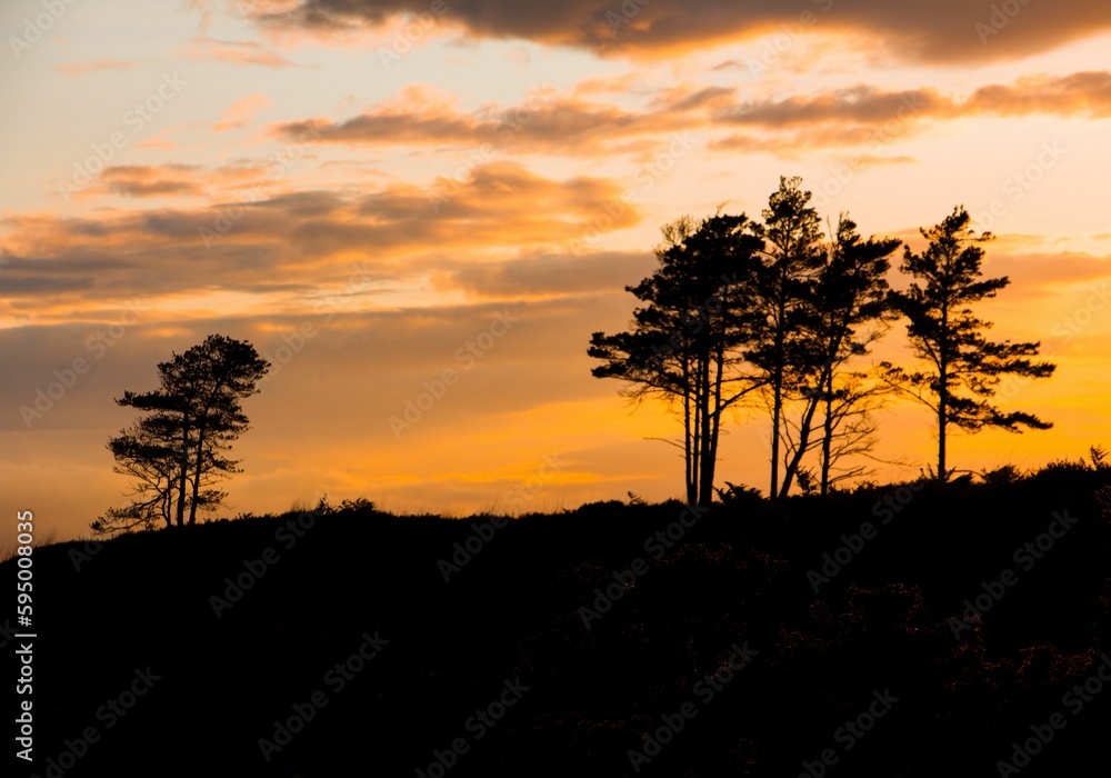 Stunning landscape featuring the silhouettes of  tall trees standing side by side on top of a hill