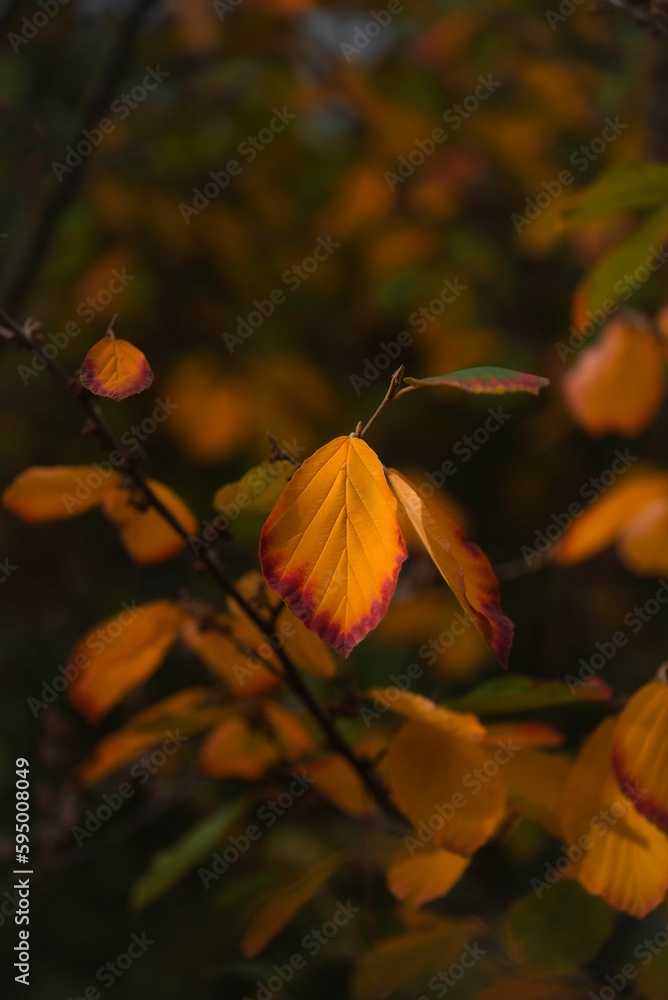 Obraz premium Vertical shot of yellowing leaves on tree branches in a field
