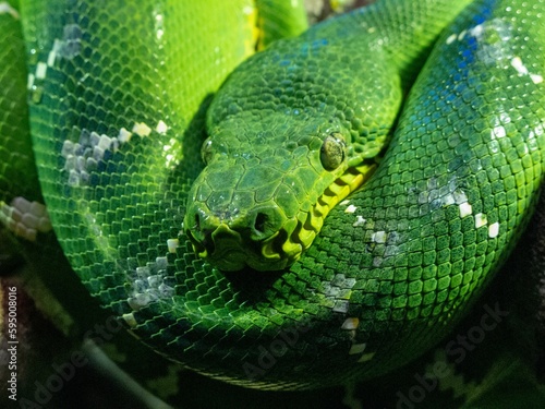 Closeup of an Emerald tree boa under the sunlight in a zoo