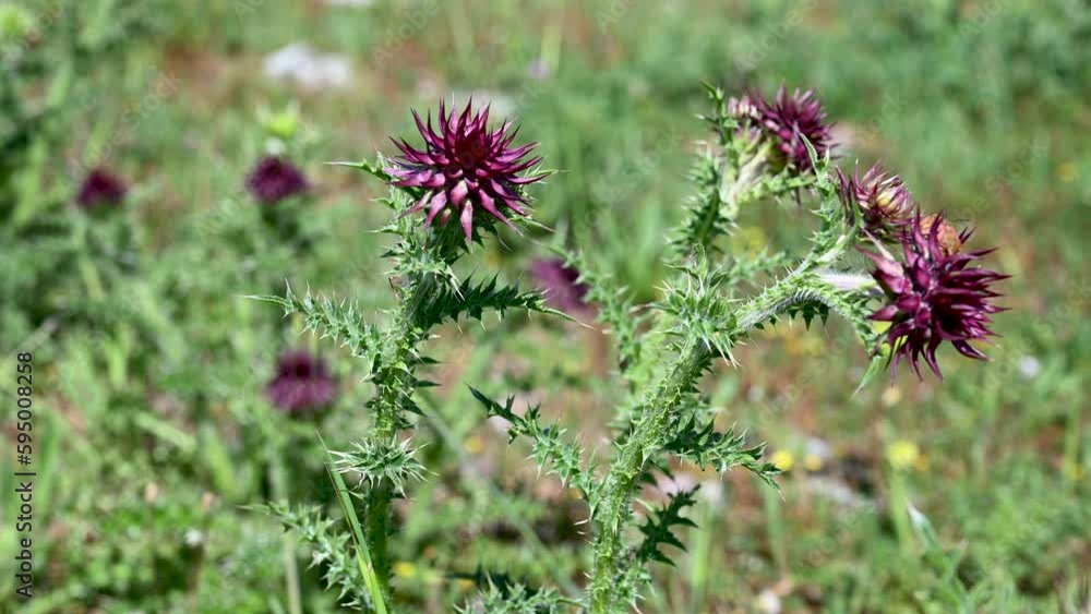 Musk thistle. Flowering Nodding plumeless thistle. Musk thistle. Flowering Nodding plumeless thistle.