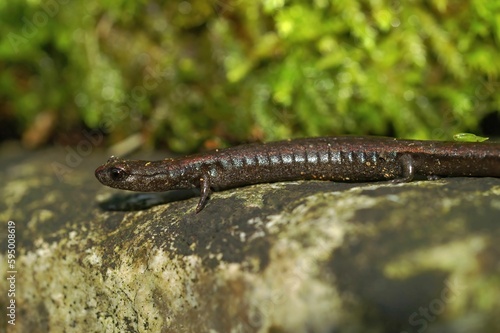 Photography Closeup on the head of a Hell Hollow slender salamander, Batrachoseps diabolicus