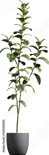 Side view of houseplant