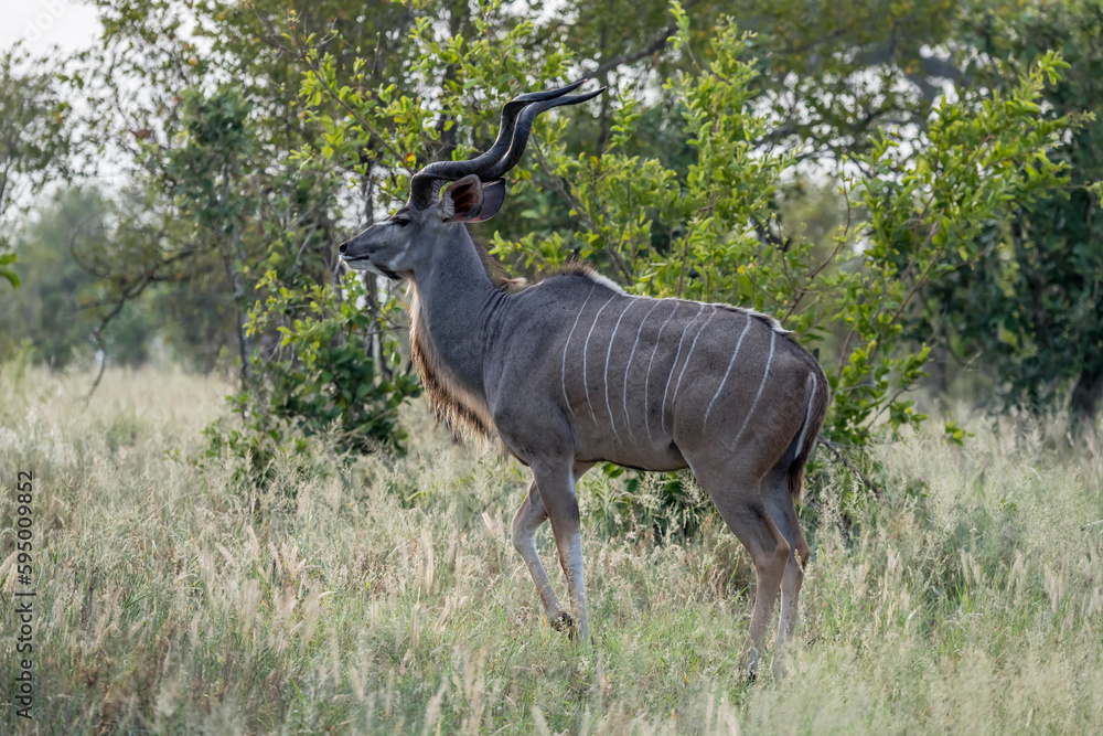 male Kudu walking in shrubland, Kruger park, South Africa male Kudu walking in shrubland, Kruger park, South Africa