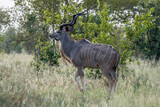 male Kudu walking in shrubland, Kruger park, South Africa