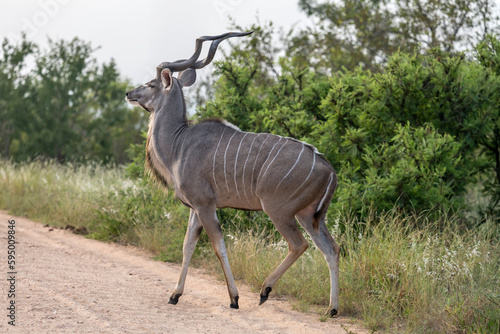 male Kudu crossing dirt road in shrubland, Kruger park, South Africa