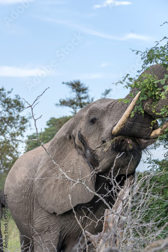 head of female elephant eating leaves in shrubland thick vegetation at Kruger park, South Africa