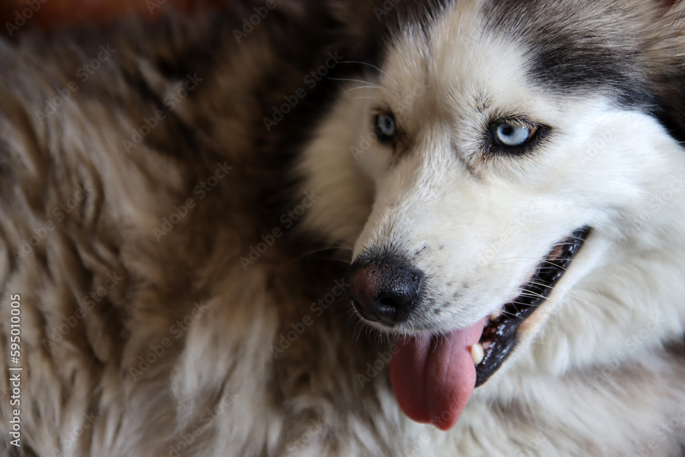 Siberian Husky close up portrait. Furry dog laying on the floor. Grey background with space for text. Pet care concept. Siberian Husky close up portrait. Furry dog laying on the floor. Grey background with space for text. Pet care concept.