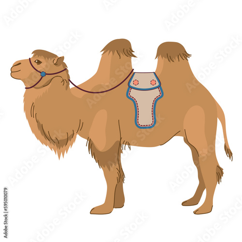 Mongolian camel - Bactrian. A pet common in Asia. Two-humped camel. Vector illustration. The mammal is used for travel, transport and tourism.l isolated on white background