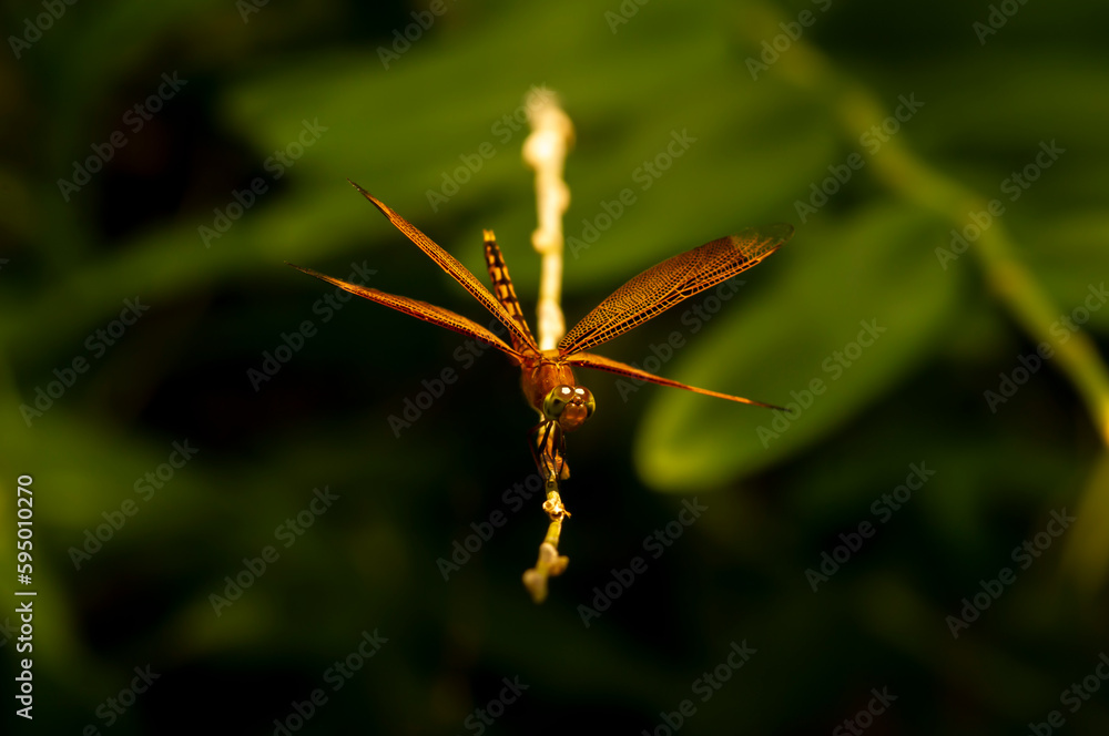 A dragonfly (Anisoptera) perched on a tree branch on a sunny day A dragonfly (Anisoptera) perched on a tree branch on a sunny day