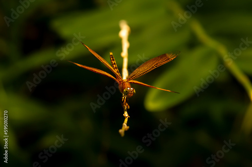 A dragonfly (Anisoptera) perched on a tree branch on a sunny day