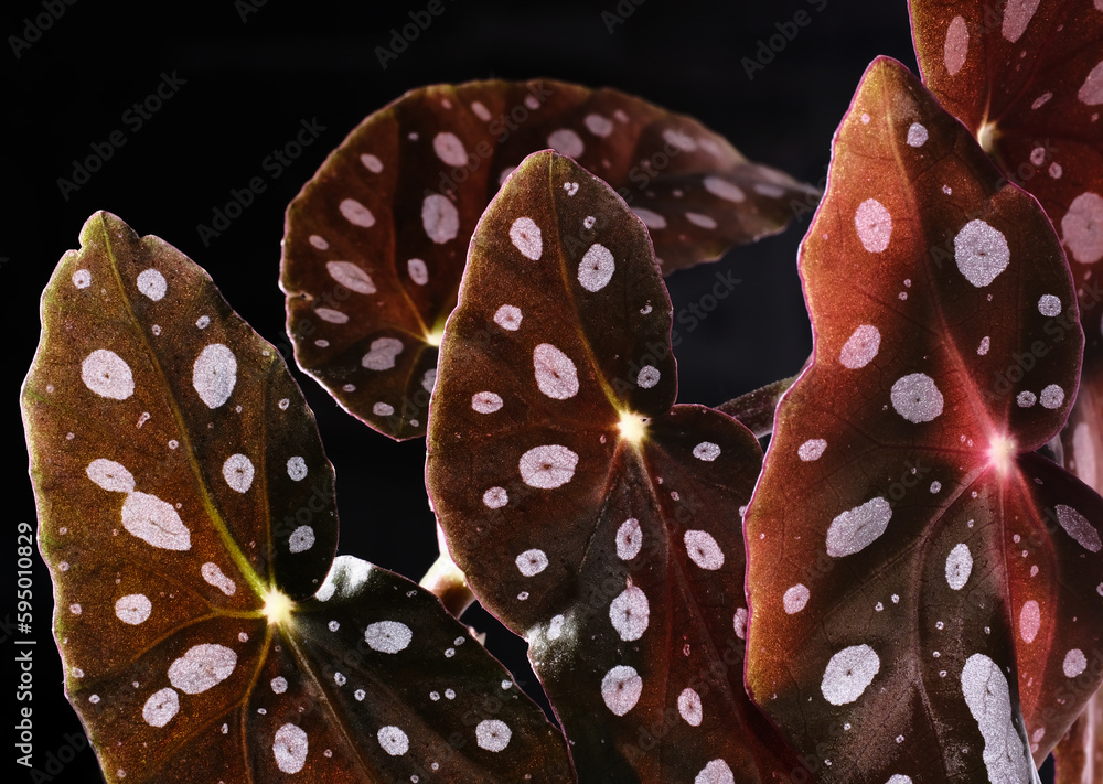 Begonia maculata plant on black background. Trout begonia leaves with