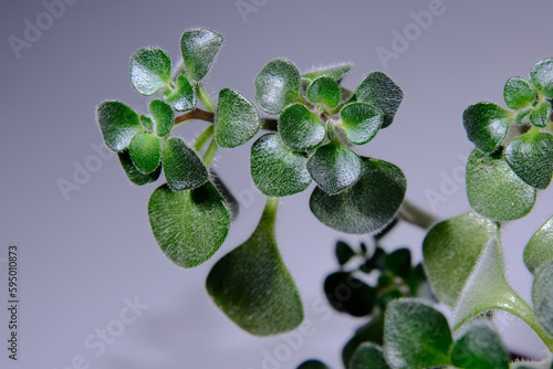 Indoor flower Aichryson, tree of love. Aichryson flower isolated on grey studio background. Small succulent baby tree potted in fresh soil. Beautiful houseplant with fluffy leaves photo