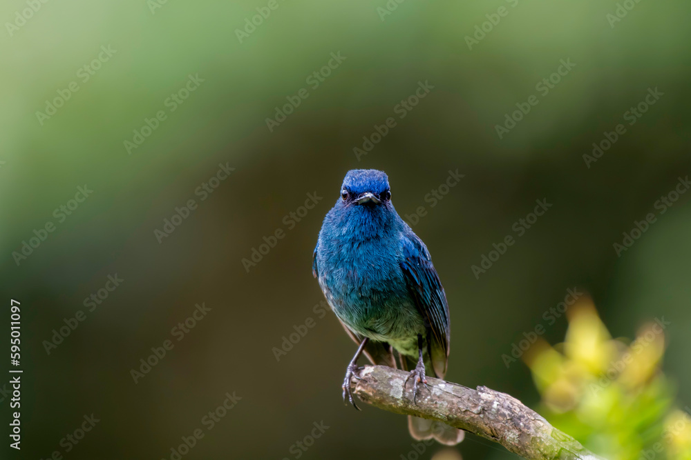 Naklejka premium Nilgiri Flycatcher