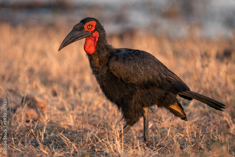 Fototapeta premium Southern ground hornbill crosses grass watching camera