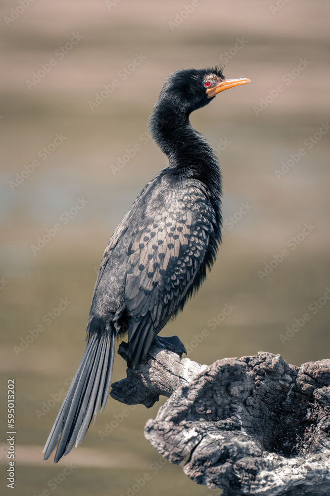 Obraz premium Reed cormorant on dead log watching camera