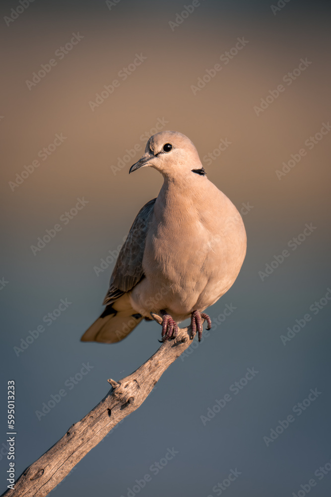 Obraz premium Ring-necked dove on dead branch cocking head