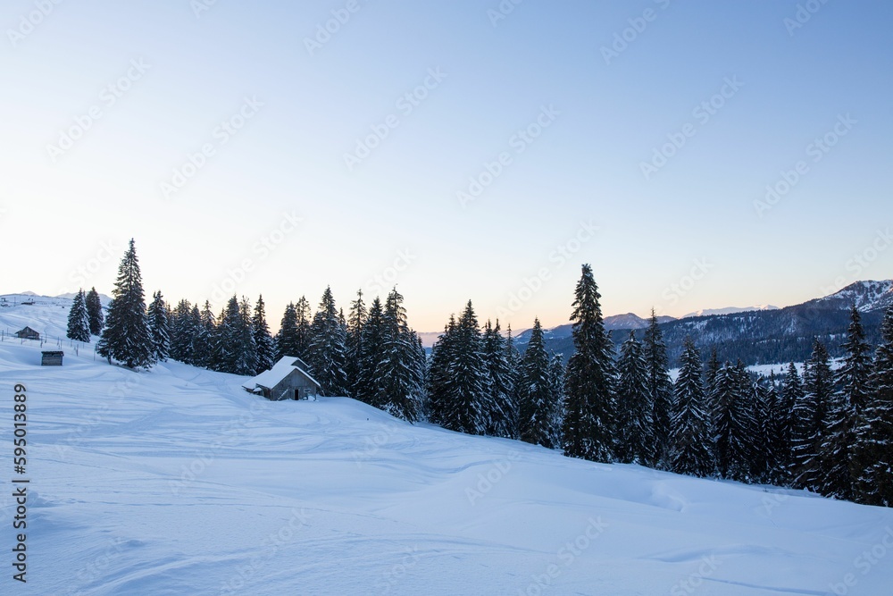 Obraz premium Tranquil winter landscape featuring an array of trees covered in a blanket of snow, Romania