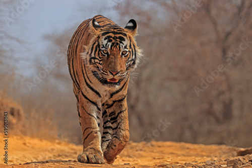 Bengal tiger (Panthera tigris) tigress 