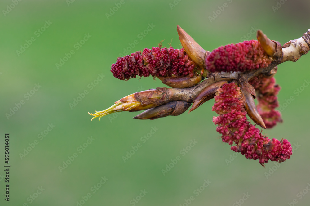 Poplar blossoms in early spring close up. Red inflorescences on tree branch. Male catkins populus nigra on green background. Brown buds blooming and germinate in sunny day. Long flowers of poplar. Poplar blossoms in early spring close up. Red inflorescences on tree branch. Male catkins populus nigra on green background. Brown buds blooming and germinate in sunny day. Long flowers of poplar.