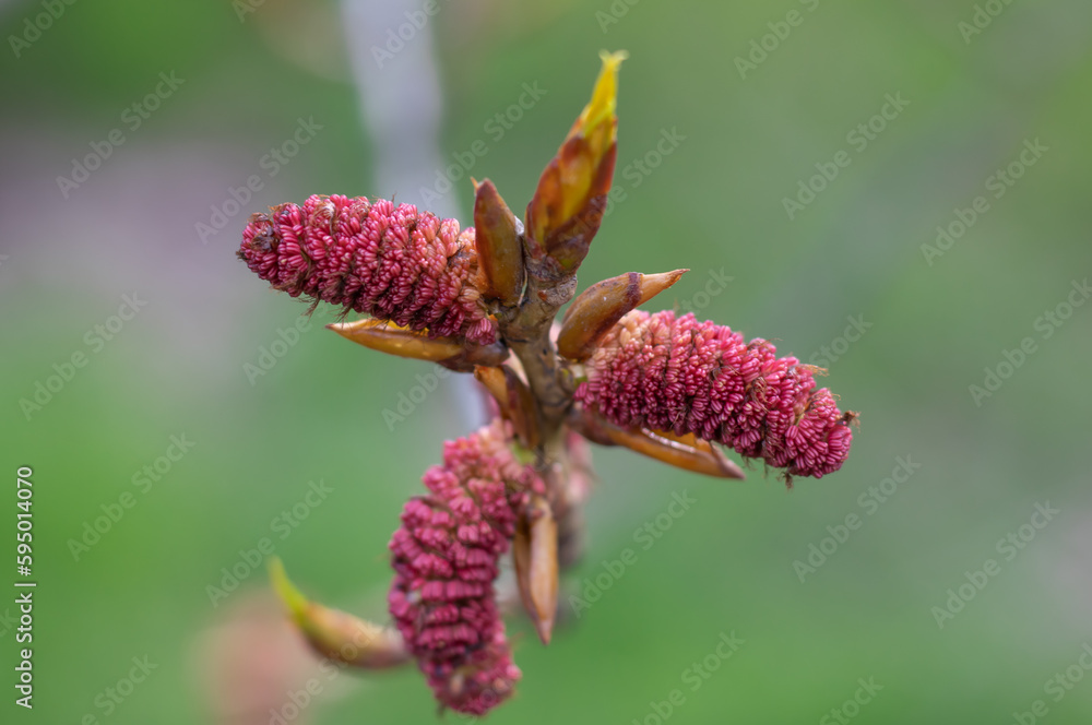 Poplar blossoms in early spring close up. Red inflorescences on tree branch. Male catkins populus nigra on green background. Brown buds blooming and germinate in sunny day. Long flowers of poplar. Poplar blossoms in early spring close up. Red inflorescences on tree branch. Male catkins populus nigra on green background. Brown buds blooming and germinate in sunny day. Long flowers of poplar.