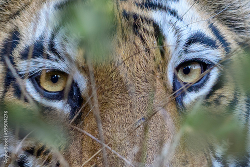 Eyes / face of female Bengal tiger (Panthera tigris tigris) walking through tall grassland. Bandhavgarh National Park, Madhya Pradesh, Central India.  photo