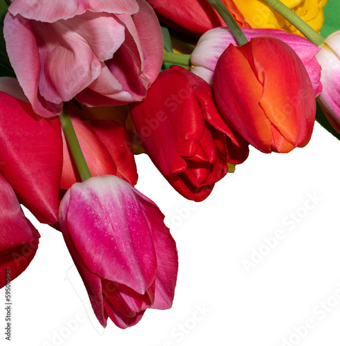 tulipes