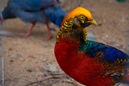 Colorful exotic bird of a golden phesant in a zoo in summer photo