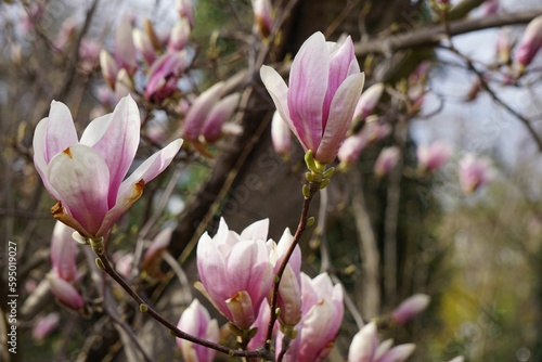 Magnolia flowers on a tree branch in a peaceful wooded environment