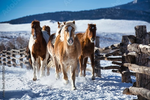 Landscape of a herd of horses in a snowy field in Westcliffe, Colorado