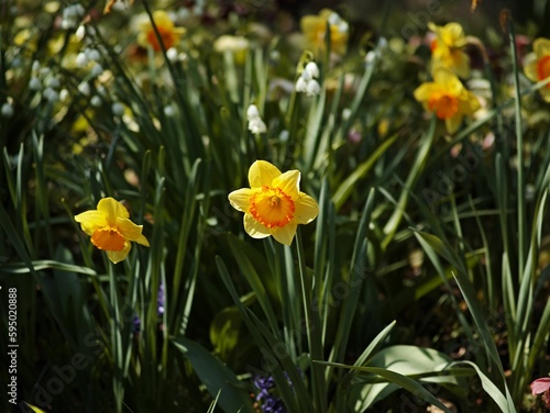 Closeup of daffodils growing in a garden in spring