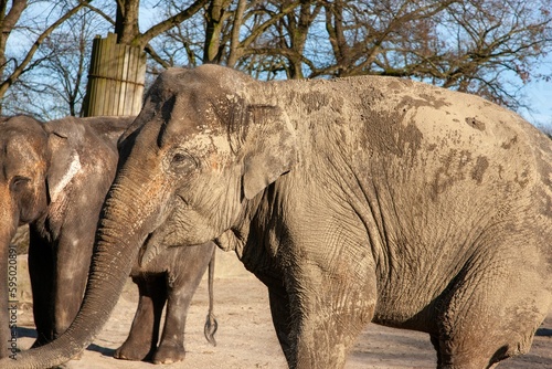Photography Herd of dirty elephants in a zoo on a sunny day