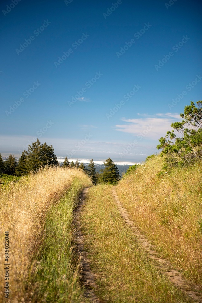 Scenic road passes through a lush and verdant field of yellow grass, Portola Valley, California