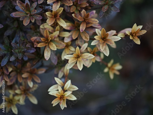 Closeup of yellow flowers blooming on a bush