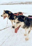 Siberian Huskies pulling a sled behind them, both with tongues sticking out in an expression of joy